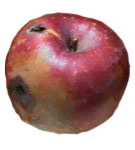 rotten apple